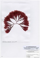 藏品(日本鮮奈藻)的圖片